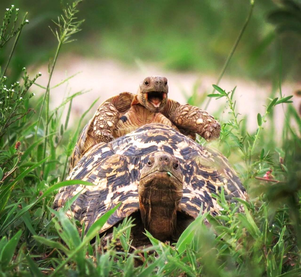 schildpad