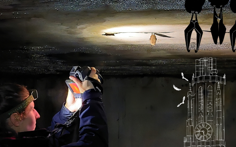 [VLEERMUIZEN OP CDE] (© [Ine Cuypers & Luc De Bruyn (extern)] | dwars)
