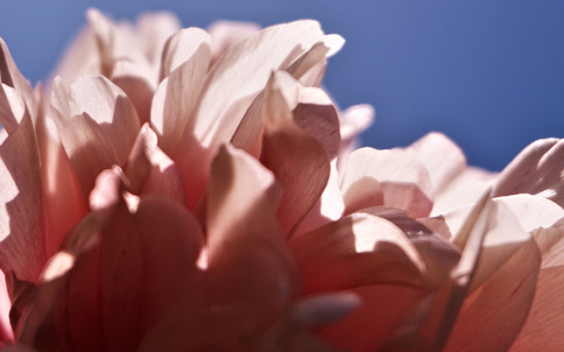 een close-up van een roze pioen (© Hanne Collette | dwars)
