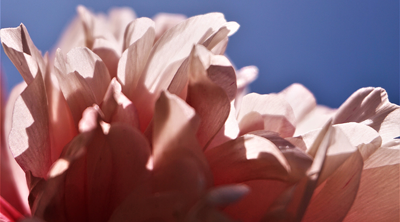een close-up van een roze pioen (© Hanne Collette | dwars)