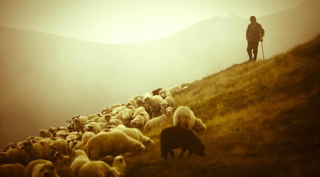 schaap
